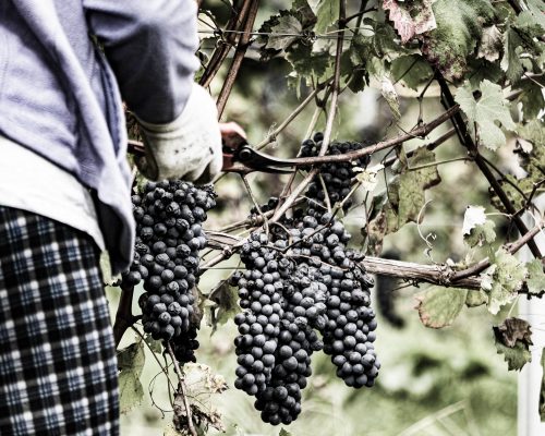 vendemmia carlin barbera