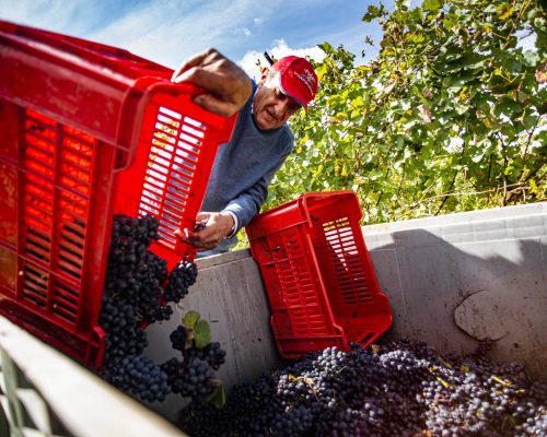 vendemmia carlin barbera_11